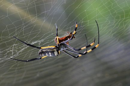 7 Цікавих фактів про павутині і павуків
