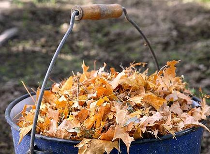 7 Idei utile despre ce să faceți cu frunzele căzute