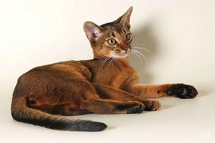 Pisica abisiniană cu fotografie, descrierea rasei abisiniană de pisică