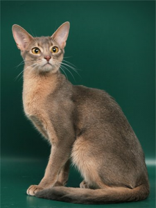Pisica abisiniană cu fotografie, descrierea rasei de pisici abisiniană