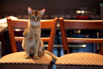 Абиссинская кішка з фото, опис кішки абіссінської породи