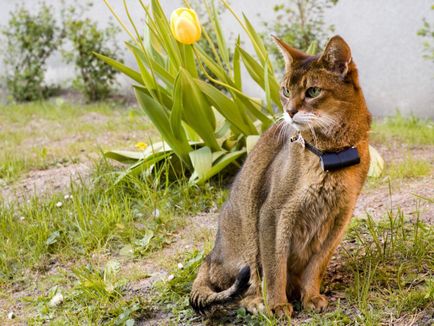 Pisica abisiniană cu fotografie, descrierea rasei abisiniană de pisică