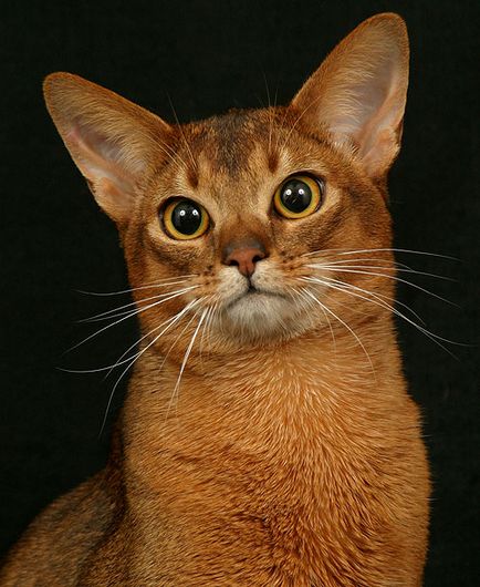 Абиссинская кішка з фото, опис кішки абіссінської породи