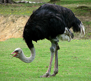 Африканський страус