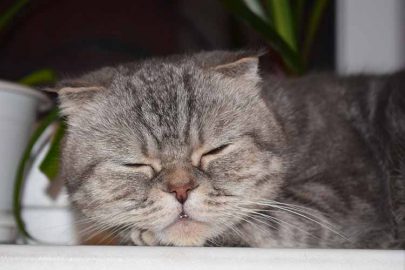 Agresiunea unei pisici domestice, blogul Svetlana Barabash