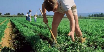 Agrotehnica de cultivare a unui cartof - un trandafir