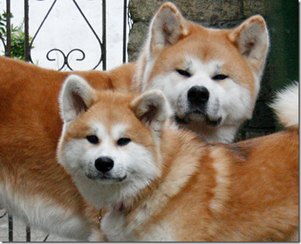 Akita Inu - câinele meritat din Japonia