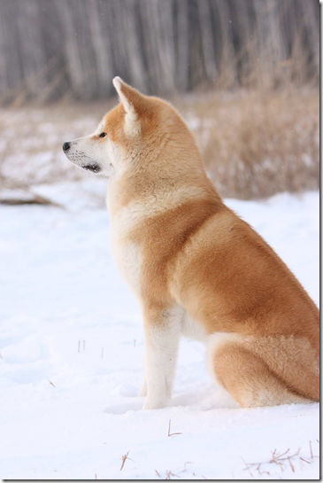 Акіта-іну- заслужена собака Японії