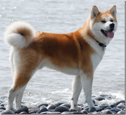 Акіта-іну- заслужена собака Японії