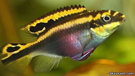 Акваріумні рибки і рослини - акваріумна рибка папуга, зміст, розмноження, фото і відео