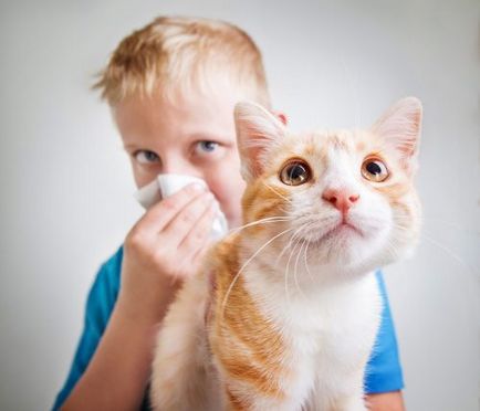 Алергія на шерсть тварин симптоми у дорослих і як позбутися