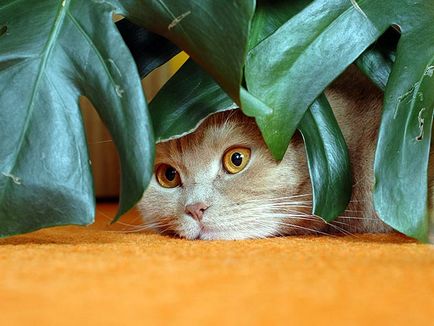 Aloe pentru pisici, în jurul pisicii