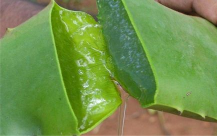 Aloe în tratamentul rețetelor de bronșită cu miere