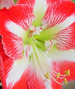 Amaryllis (gippeastrum) acasă, roșii în creștere în zona suburbană