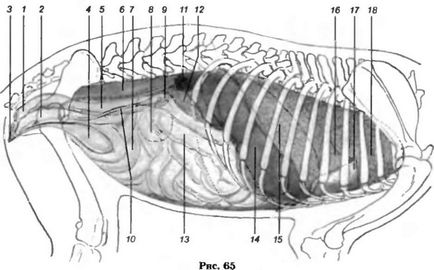 Anatomia câinelui