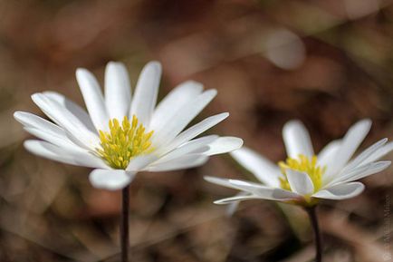 Анемона або анемона (anemone)