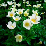 Anemone vagy szellőrózsa (Anemone)