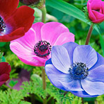 Анемона або анемона (anemone)