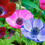 Анемона або анемона (anemone)