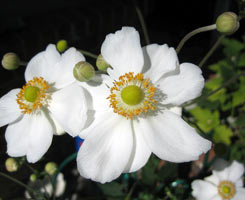 Creșterea și reproducerea anemonei
