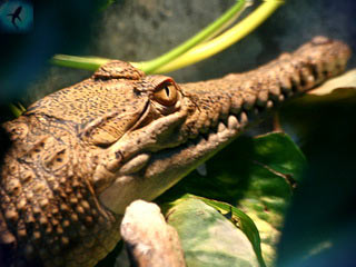 Crocodil crocodil (Crocodylus crocodil) crocodil (Crocodylus johnstoni)