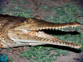 Crocodil crocodil (Crocodylus crocodil) crocodil (Crocodylus johnstoni)