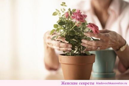 Sfaturile bunicii pentru îngrijirea florilor, secretelor femeilor