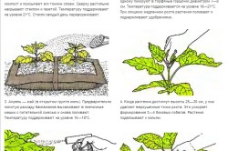 Vinete și castravete într-o compatibilitate cu sera, îngrășământ, schemă (video)