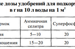 Баклажани і огірки в одній теплиці сумісність, добрива, схеми (відео)