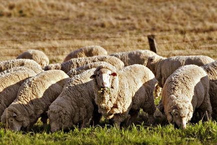 Ziua băii »pentru controlul oilor sau dăunătorilor
