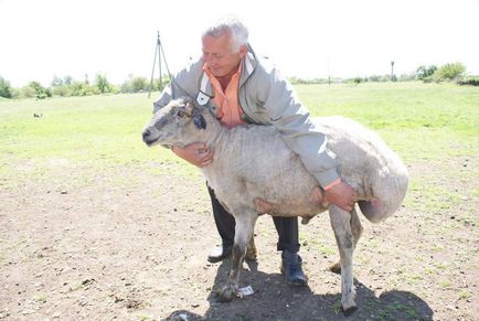 Банний день »для овець або дезінсекція