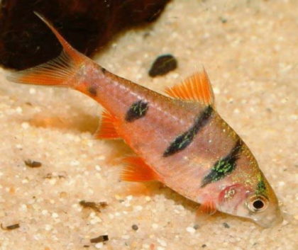 Compatibilitatea conținutului de clovn Barbus compatibil cu reproducerea fotografiei de hrănire, pește de acvariu