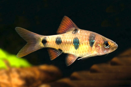 Compatibilitatea conținutului de clovn Barbus compatibil cu reproducerea fotografiei de hrănire, pește de acvariu