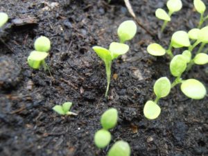 Marigolds boli și dăunători de melci, acarieni, thrips, afide, omizi