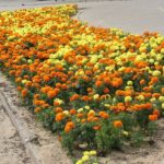 Marigolds boli și dăunători de melci, acarieni, thrips, afide, omizi