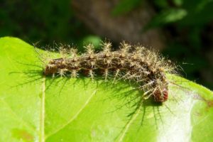 Marigolds boli și dăunători de melci, acarieni, thrips, afide, omizi