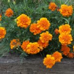 Marigolds boli și dăunători de melci, acarieni, thrips, afide, omizi