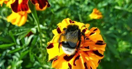 Marigolds boli și dăunători de melci, acarieni, thrips, afide, omizi