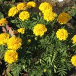 Marigolds boli și dăunători de melci, acarieni, thrips, afide, omizi