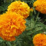 Marigolds boli și dăunători de melci, acarieni, thrips, afide, omizi