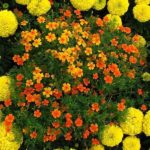 Tagetes betegségek és kártevők meztelen csigák, atkák, tripszek, levéltetvek, hernyók