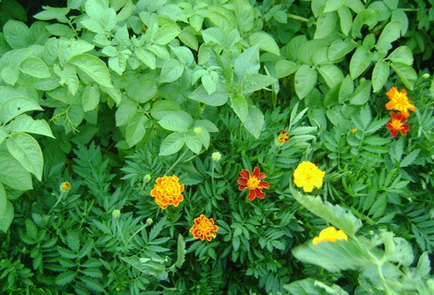 Marigolds cu ce să planteze în continuare pentru a salva recolta