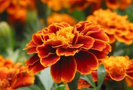 Marigolds cu ce să planteze în continuare pentru a salva recolta