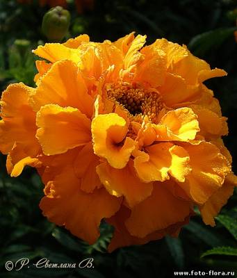 Marigolds - protecția plantelor împotriva dăunătorilor - grădină și grădină