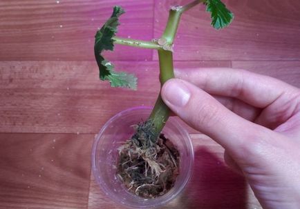 Begonia elatorior propagare prin butași, grădină