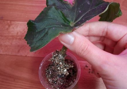 Begonia elatorior propagare prin butași, grădină