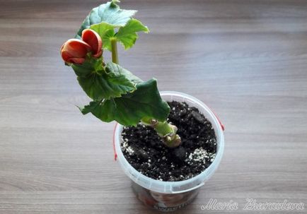 Begonia elatorior propagare prin butași, grădină