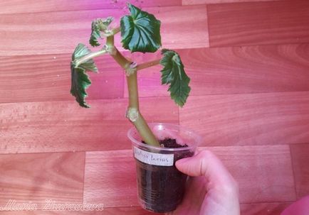 Begonia elatorior propagare prin butași, grădină