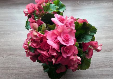 Begonia elatorior propagare prin butași, grădină