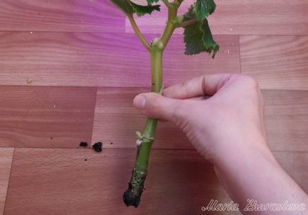 Begonia elatorior propagare prin butași, grădină